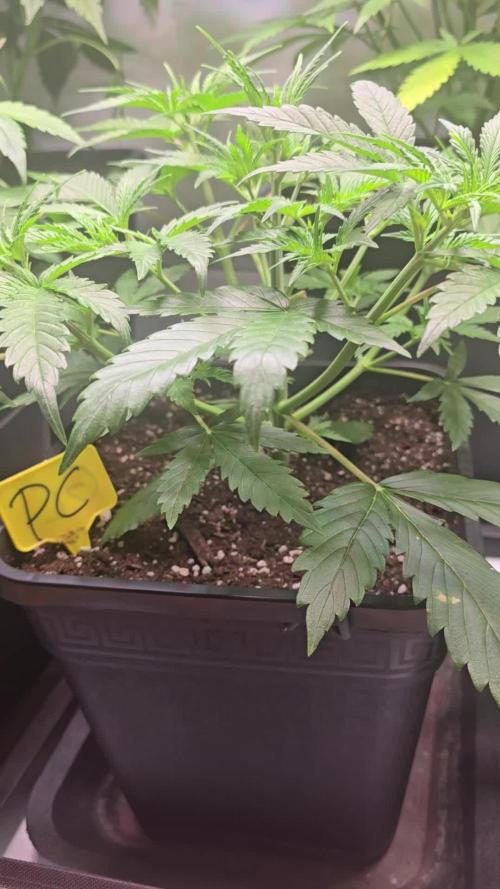 Pound Cake Auto