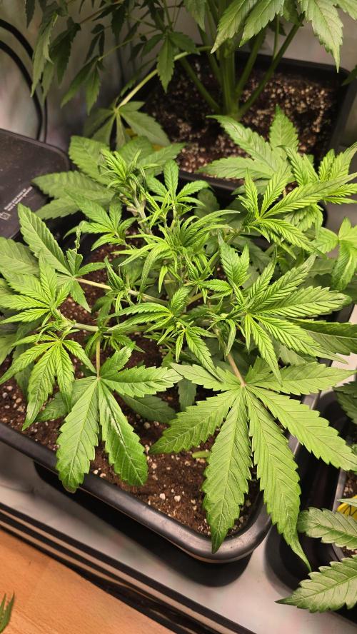 Strawberry Gorilla Auto. Week 4