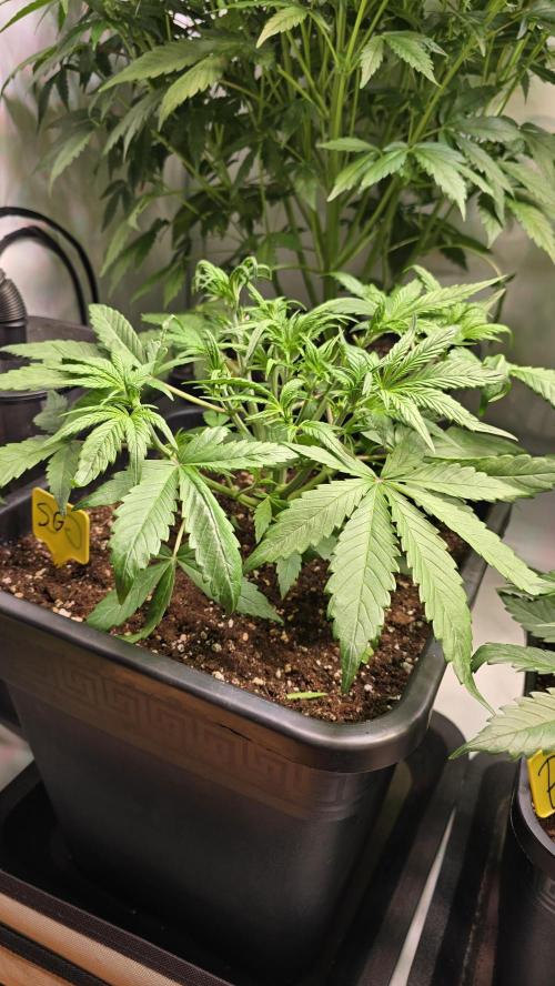 Strawberry Gorilla Auto. Week 4