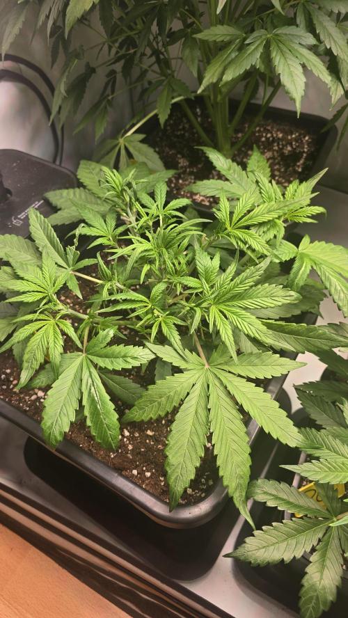 Strawberry Gorilla Auto. Week 4