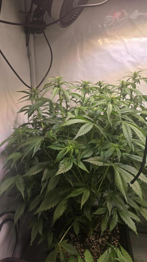 Frostbanger Auto. Week 6