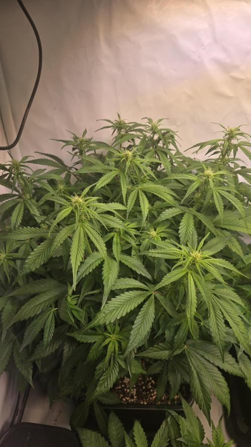 Frostbanger Auto. Week 6