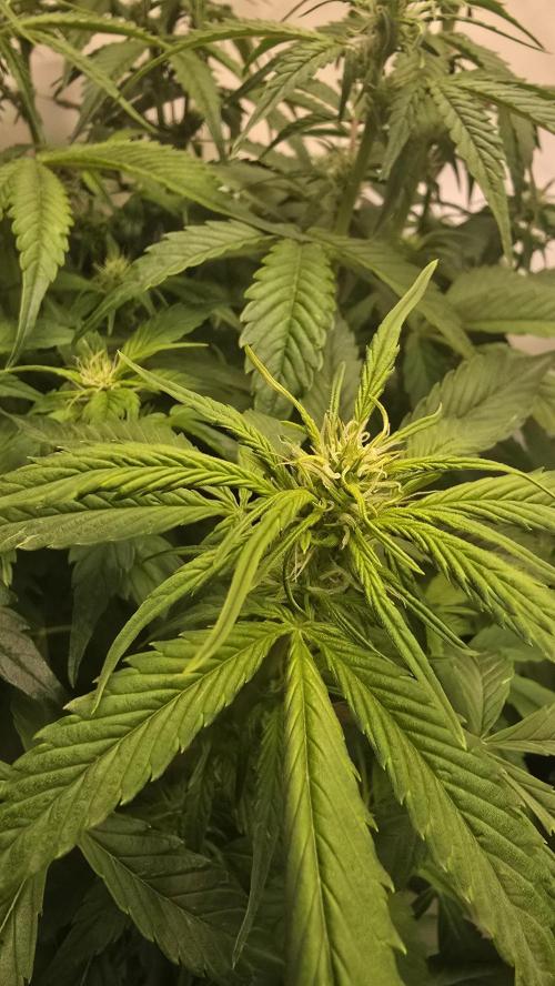 Frostbanger Auto. Week 6