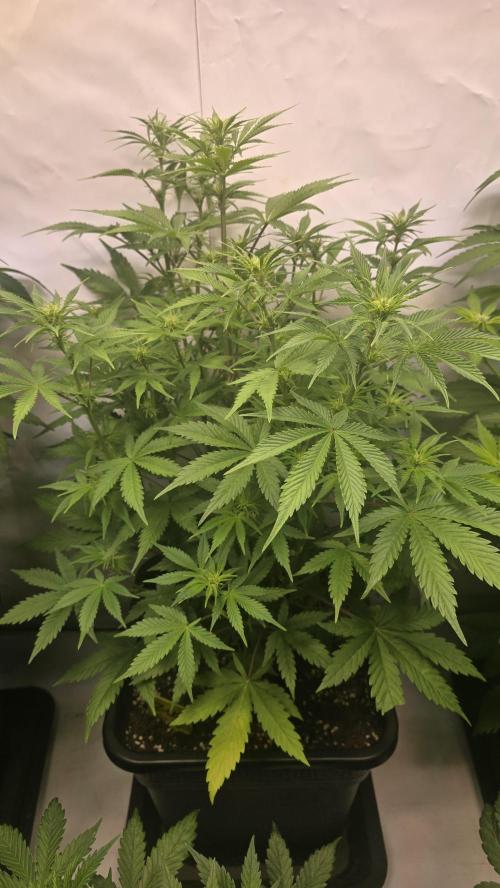 Z-Up Auto. Week 6