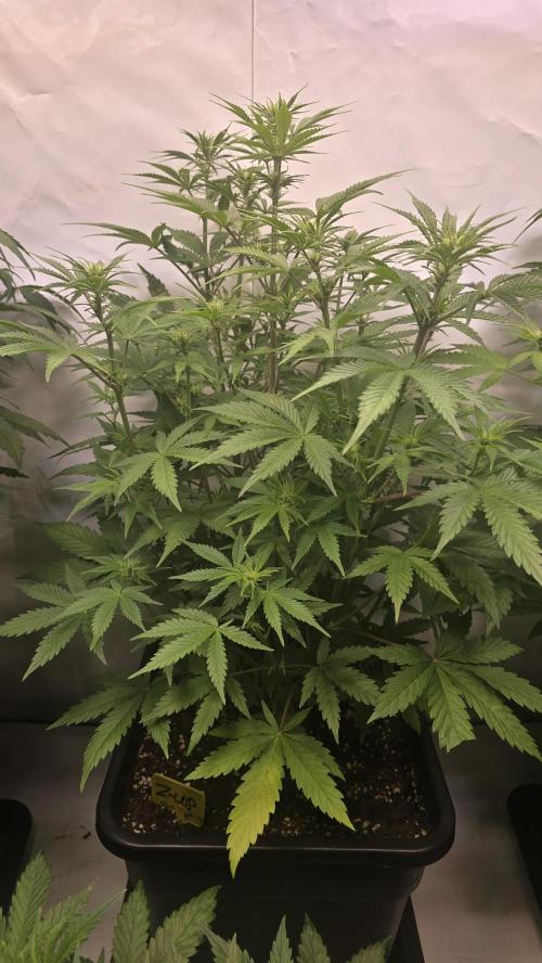 Z-Up Auto. Week 6