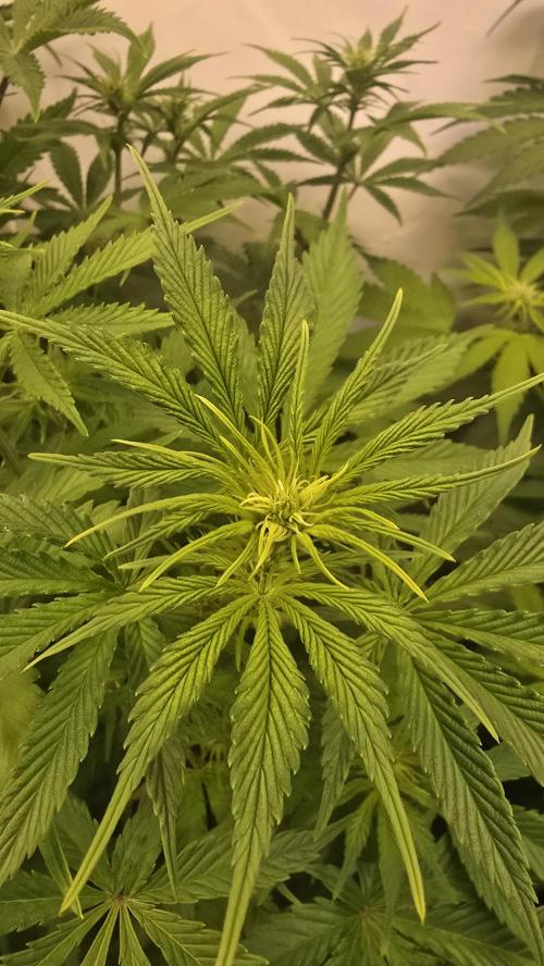 Z-Up Auto. Week 6
