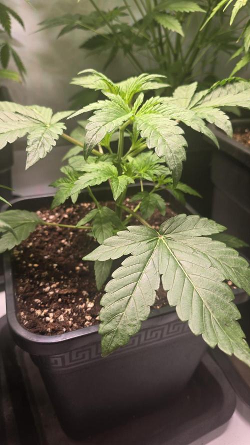 Lemon Cherry Gelato Auto. Week 3