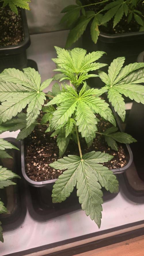 Lemon Cherry Gelato Auto. Week 3