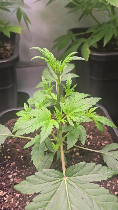 Lemon Cherry Gelato Auto