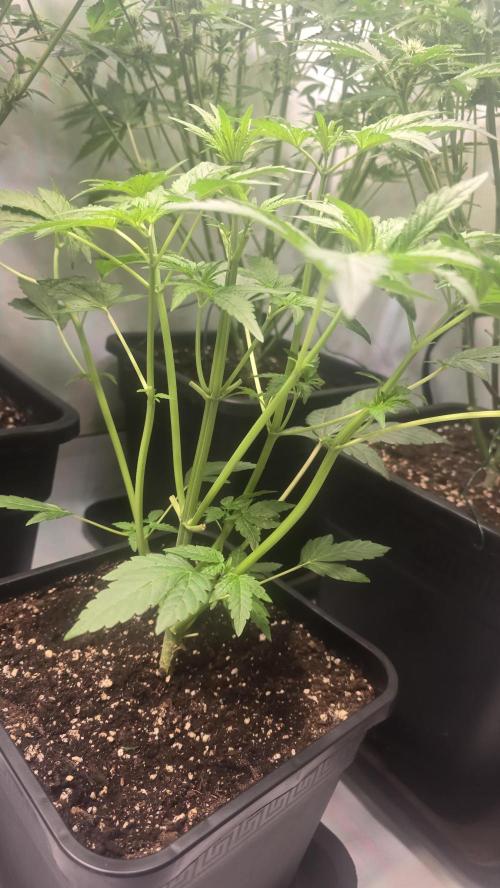 Lemon Cherry Gelato Auto. Week 4