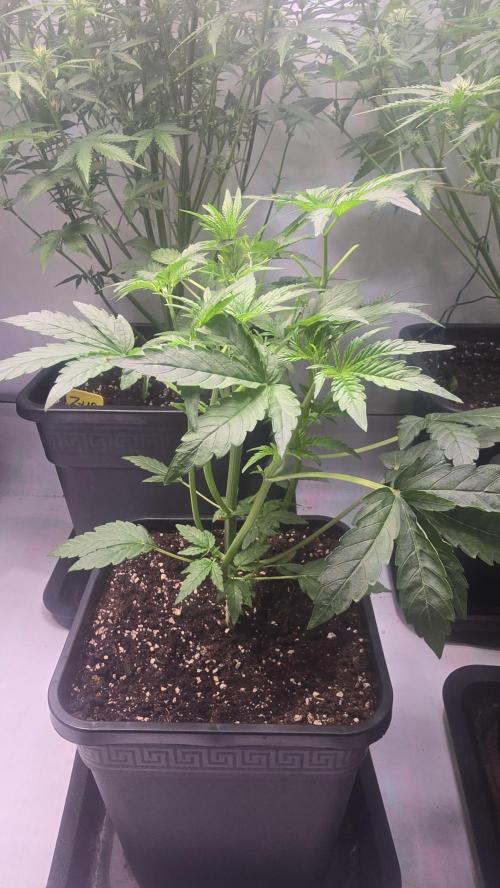 Lemon Cherry Gelato Auto. Week 4