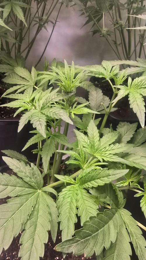 Lemon Cherry Gelato Auto. Week 4