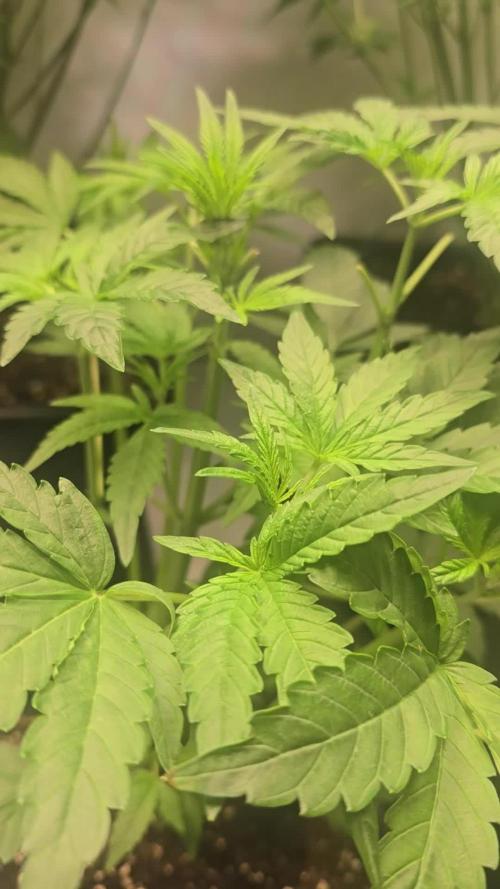 Lemon Cherry Gelato Auto