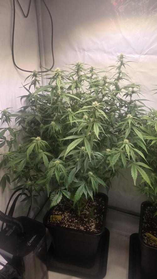 Frostbanger Auto. Week 7