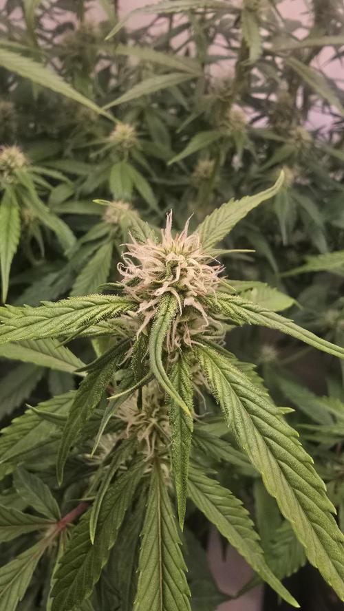 Frostbanger Auto. Week 7