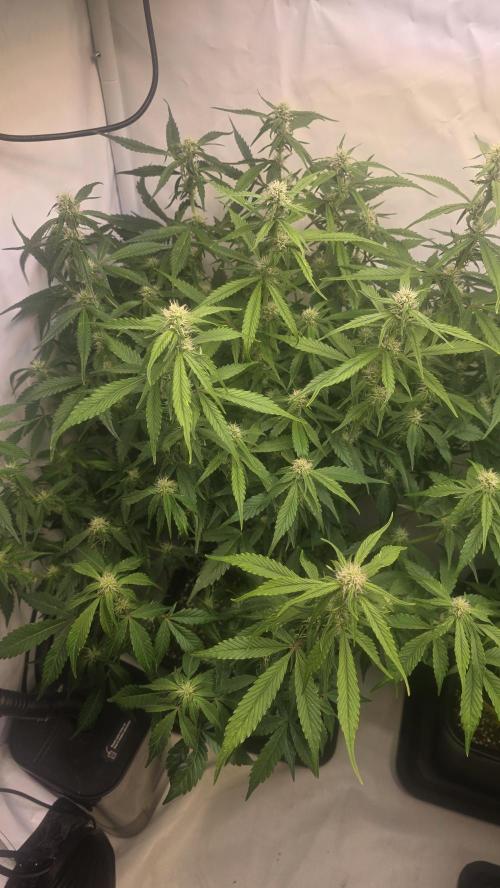 Frostbanger Auto. Week 7