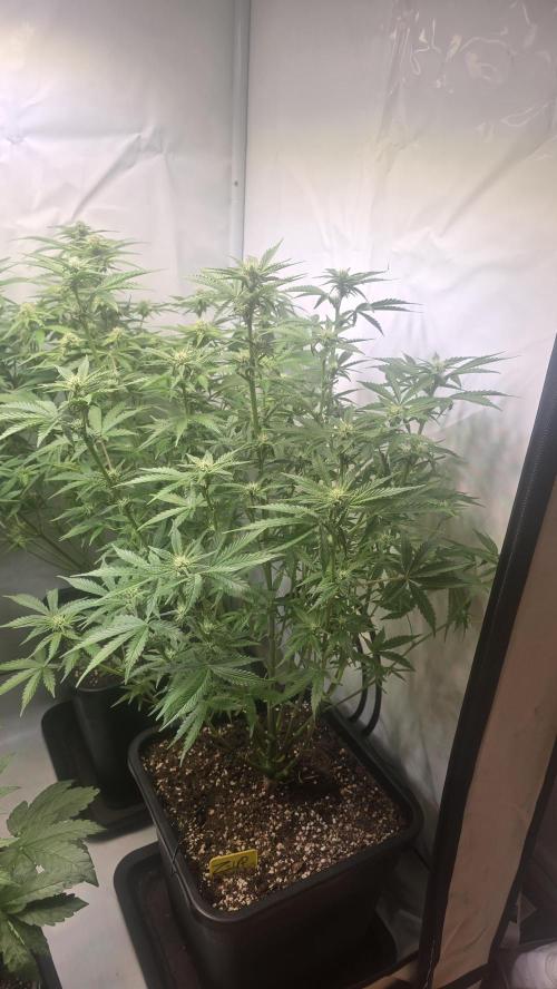 Z-Up Auto. Week 7