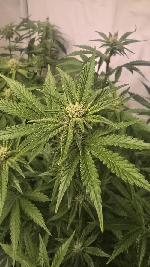 Z-Up Auto. Week 7