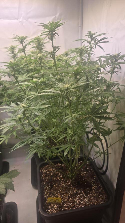 Z-Up Auto. Week 7
