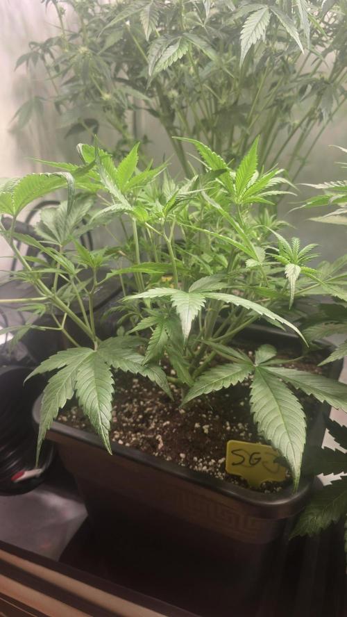 Strawberry Gorilla Auto. Week 5