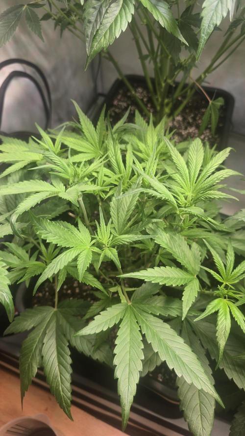 Strawberry Gorilla Auto. Week 5