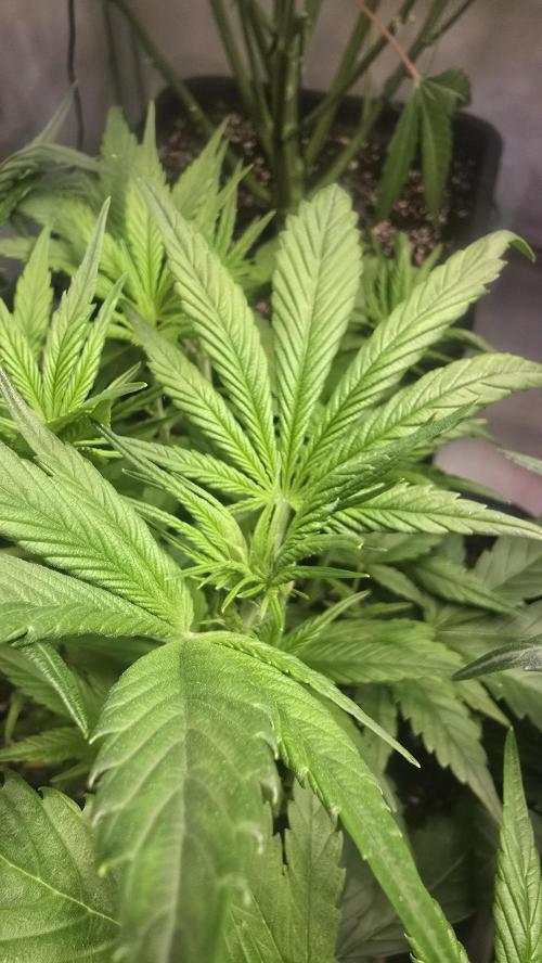 Strawberry Gorilla Auto. Week 5