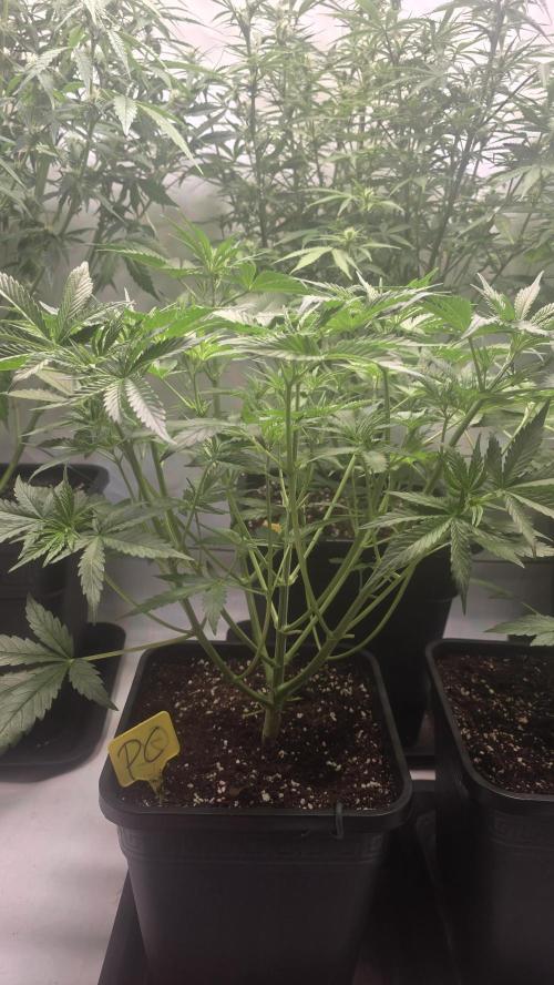 Pound Cake Auto. Week 5