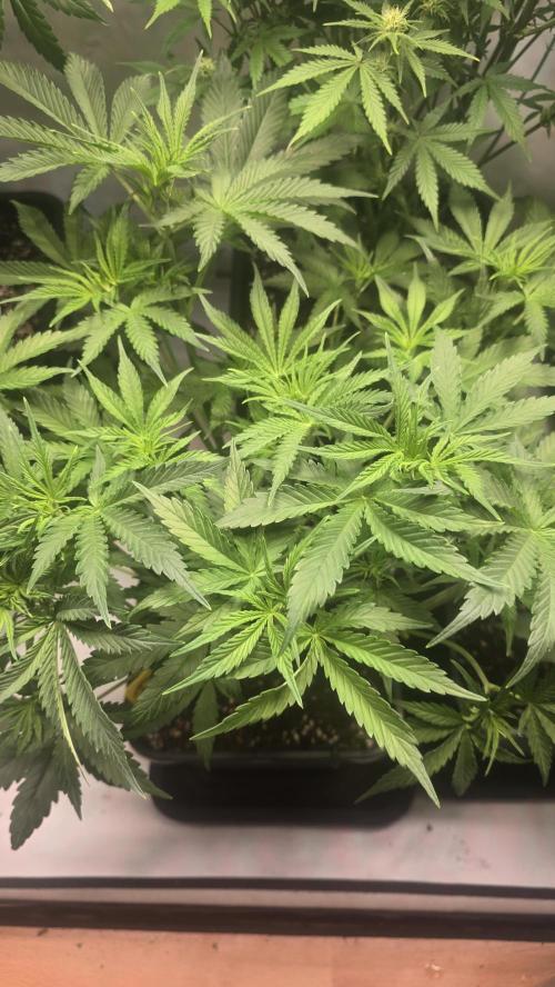 Pound Cake Auto. Week 5