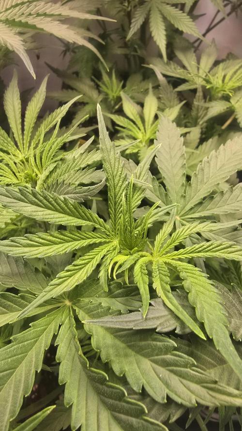 Pound Cake Auto. Week 5