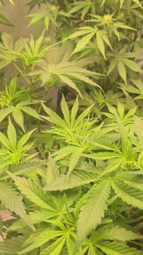 Pound Cake Auto
