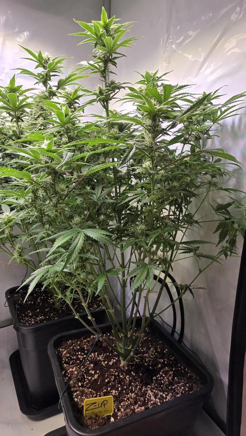 Z-Up Auto. Week 8