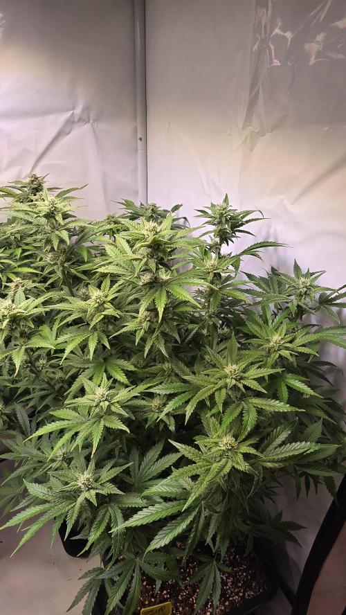 Z-Up Auto. Week 8