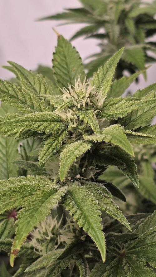 Z-Up Auto. Week 8