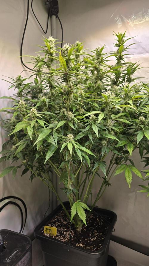Frostbanger Auto. Week 8