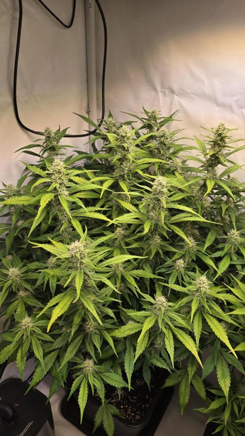 Frostbanger Auto. Week 8