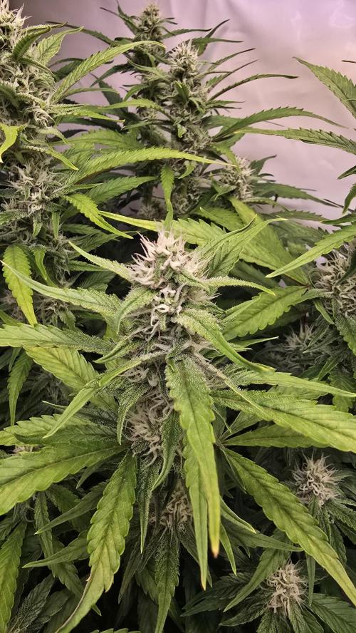 Frostbanger Auto. Week 8