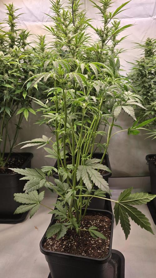 Lemon Cherry Gelato Auto. Week 5