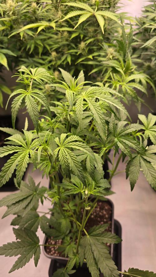 Lemon Cherry Gelato Auto. Week 5