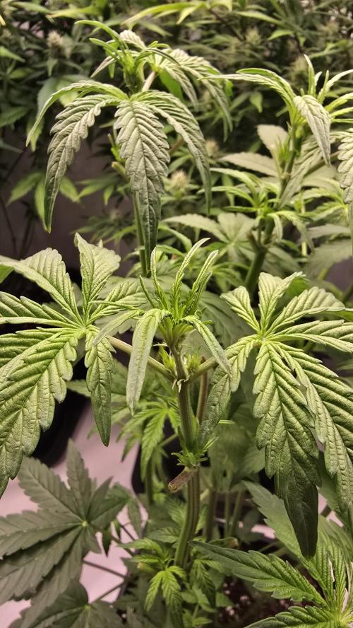 Lemon Cherry Gelato Auto. Week 5