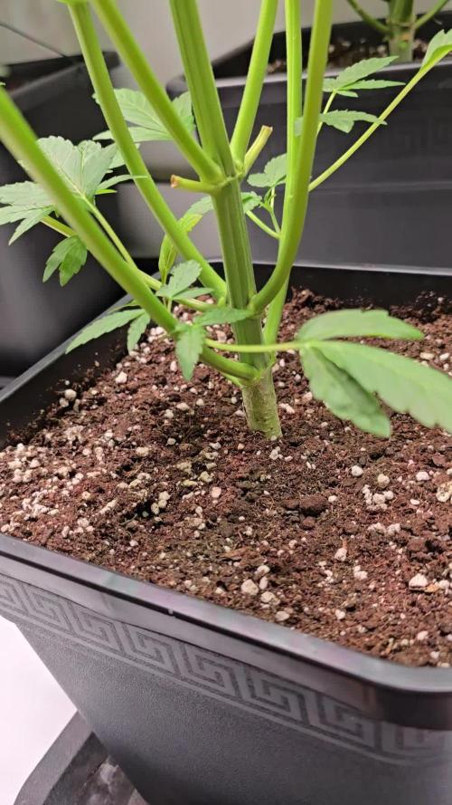 Lemon Cherry Gelato Auto