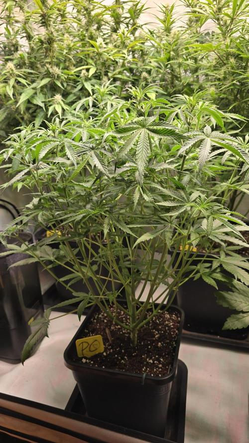 Pound Cake Auto. Week 6