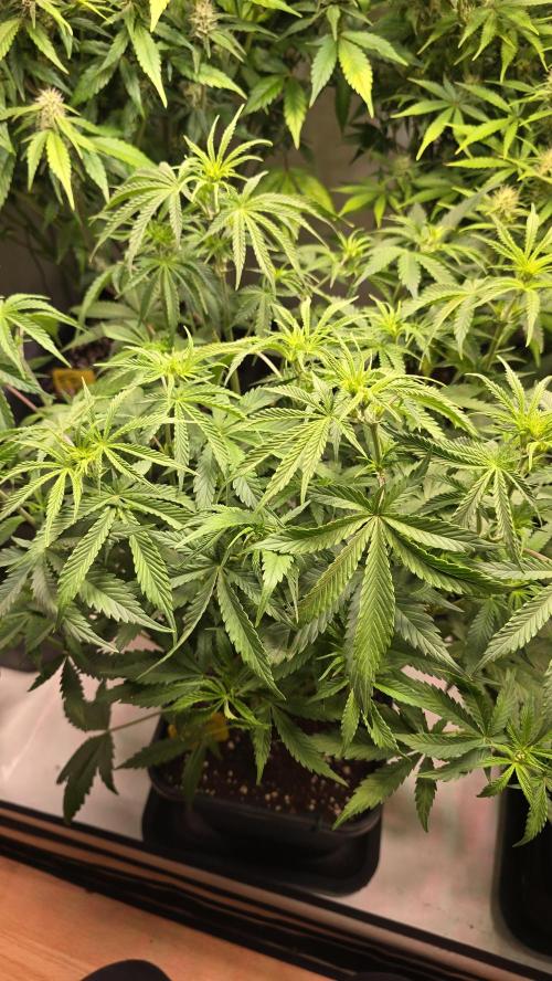 Pound Cake Auto. Week 6