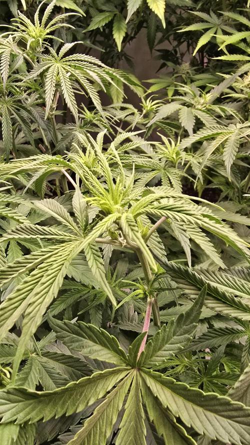 Pound Cake Auto. Week 6