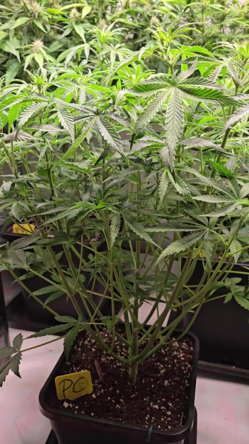Pound Cake Auto