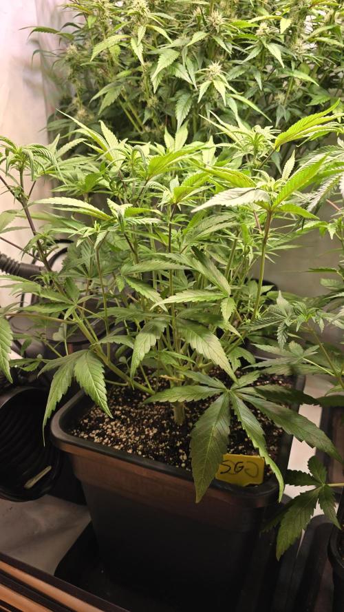 Strawberry Gorilla Auto. Week 6