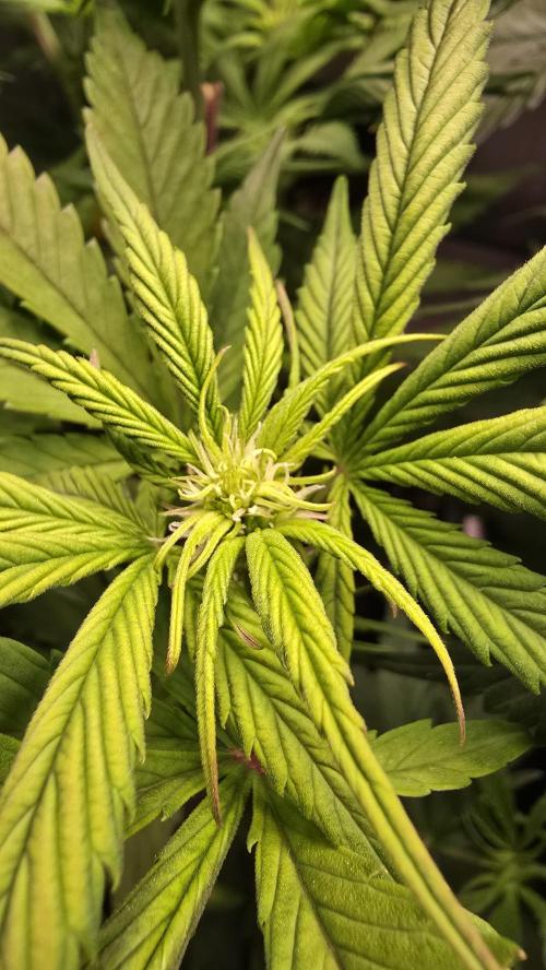 Strawberry Gorilla Auto. Week 6