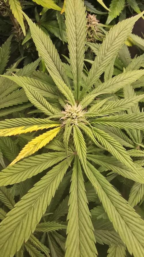 Strawberry Gorilla Auto. Week 7