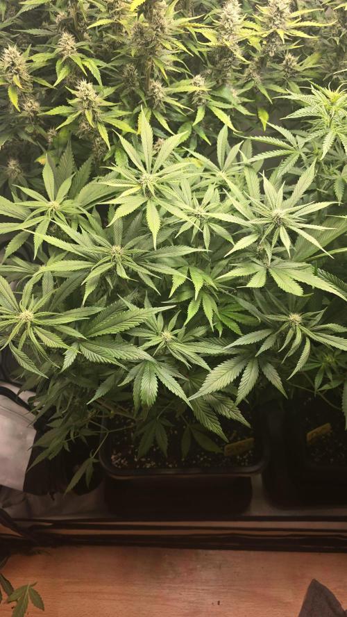 Strawberry Gorilla Auto. Week 7