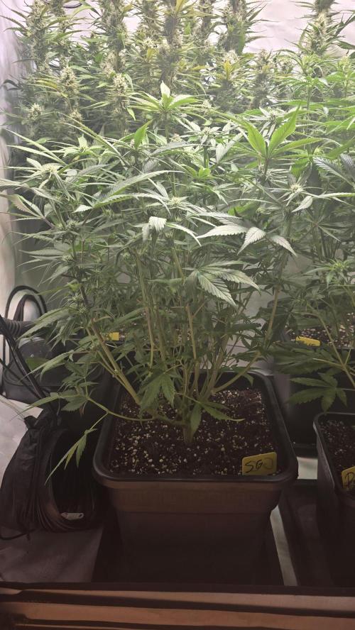 Strawberry Gorilla Auto. Week 7