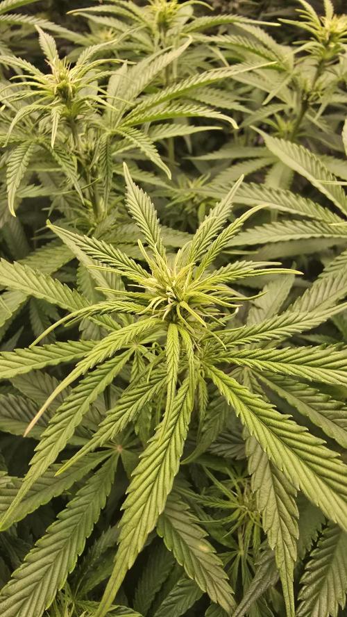 Pound Cake Auto. Week 7